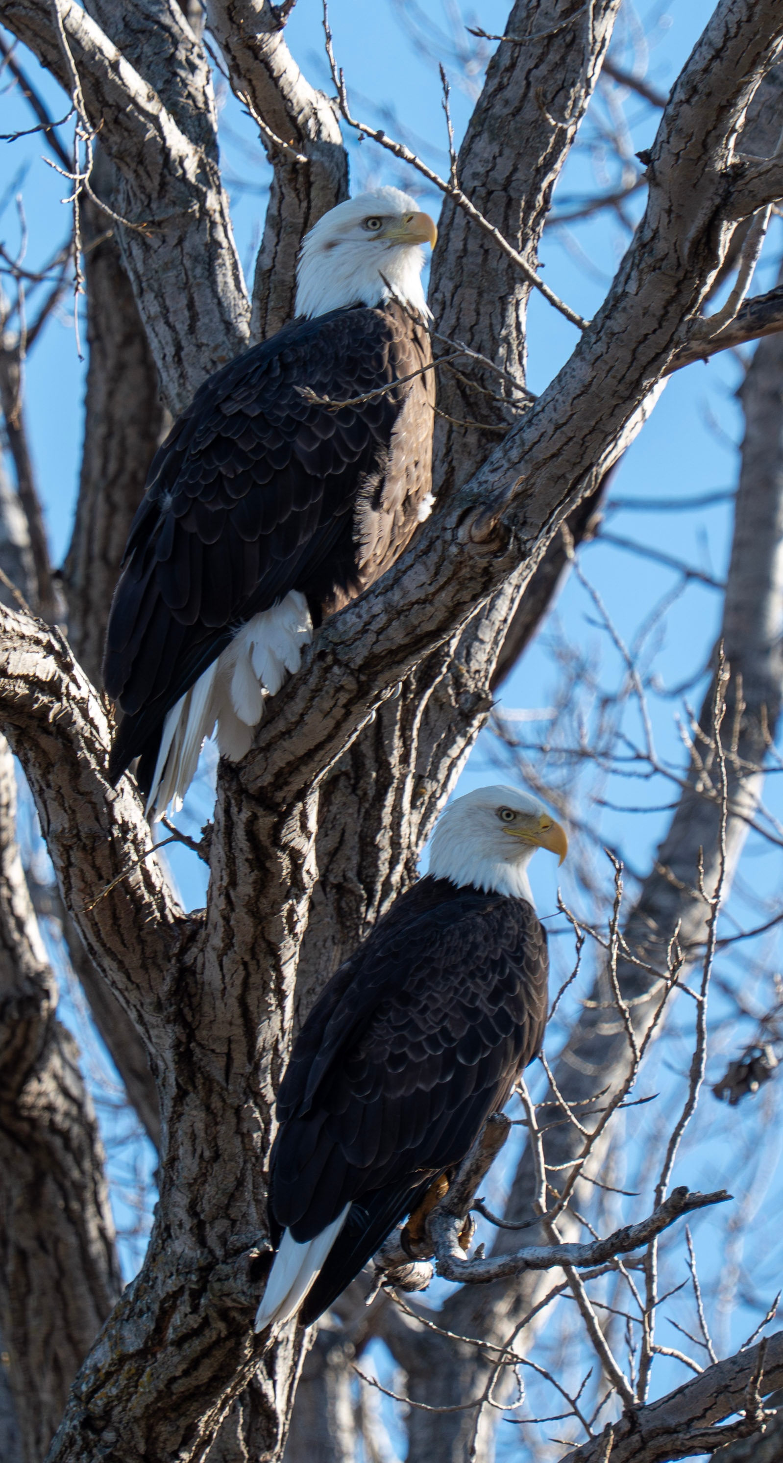 Majestic Duo
