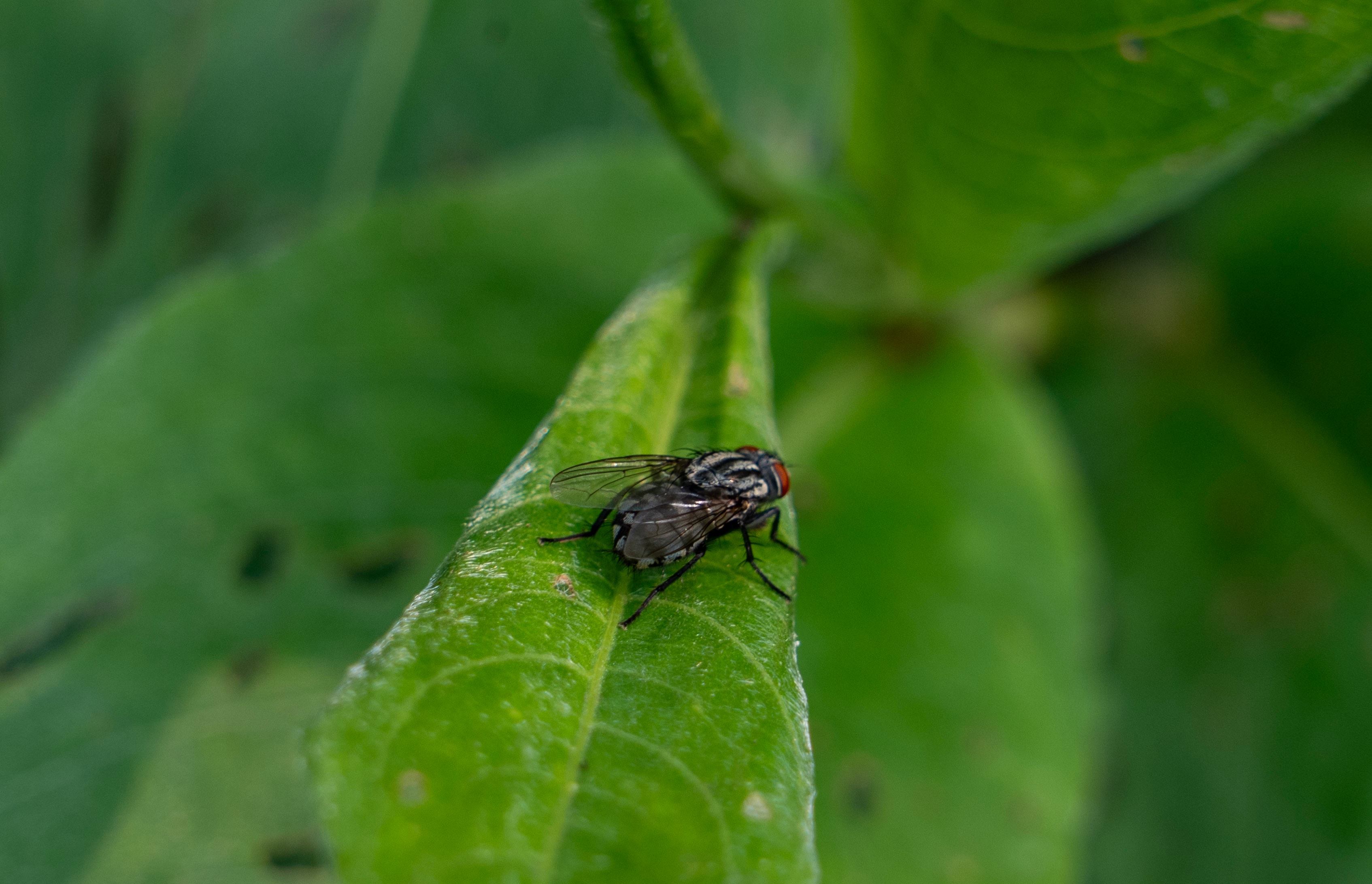 Fly Portrait