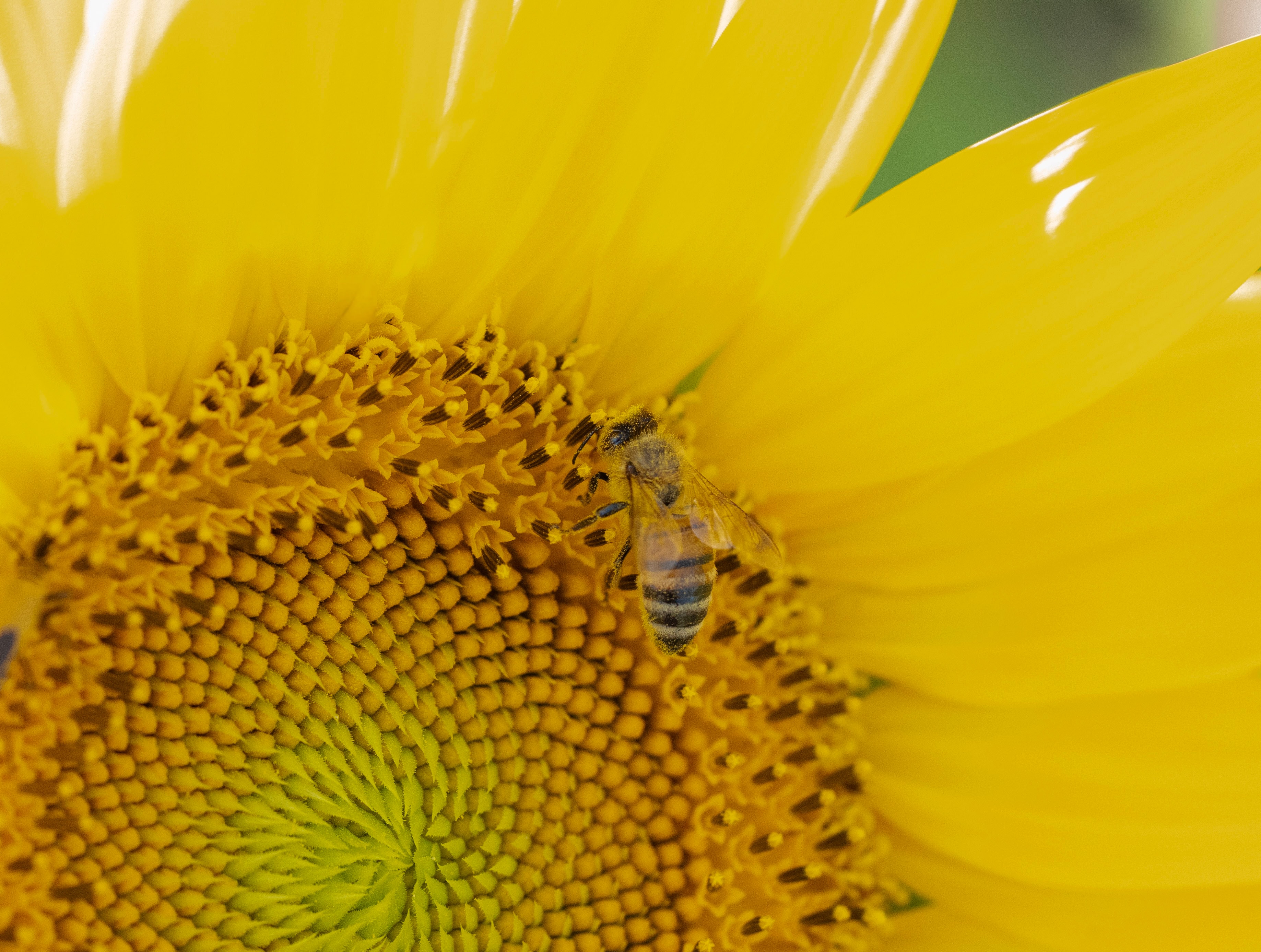 Bee on Sunflower