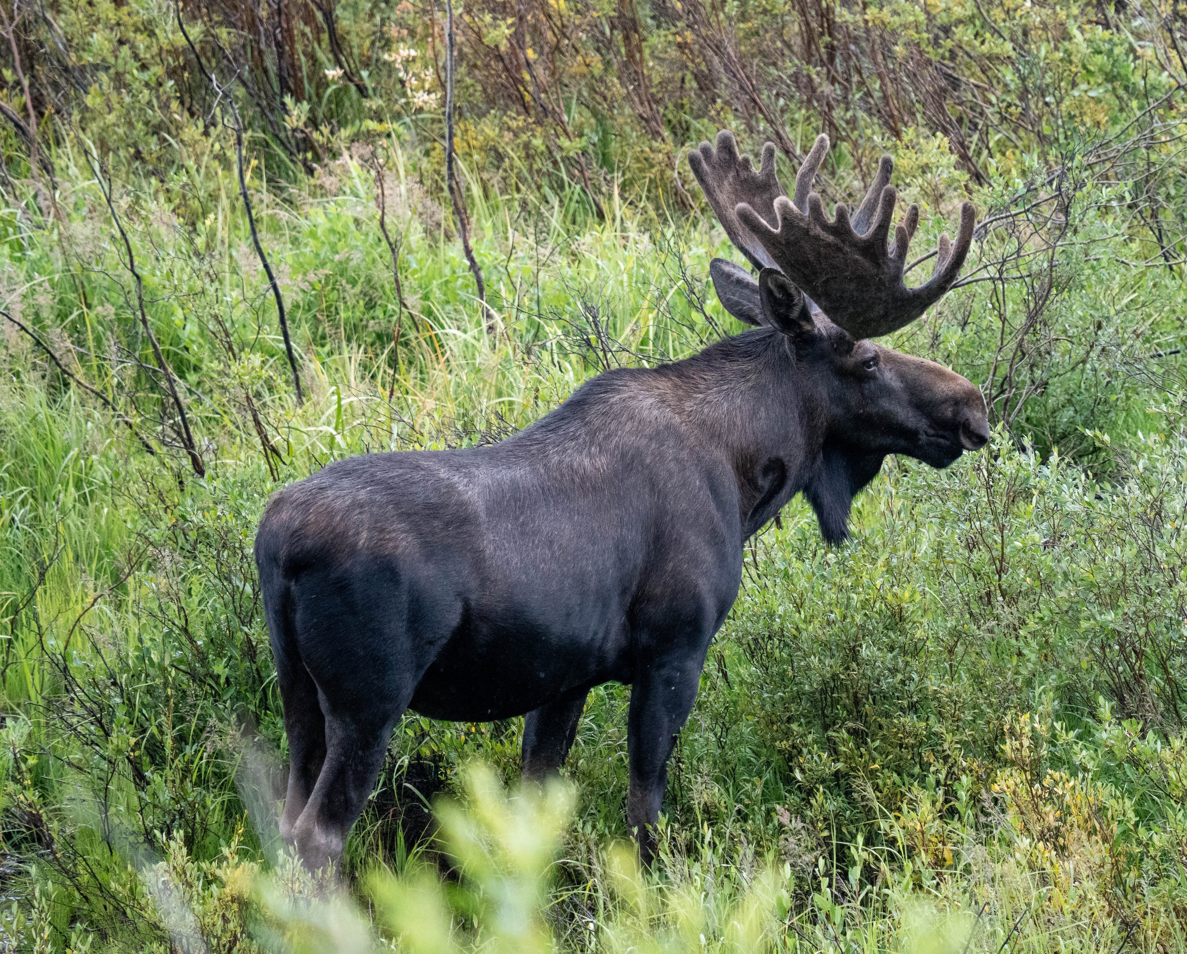 Moose in the Wild