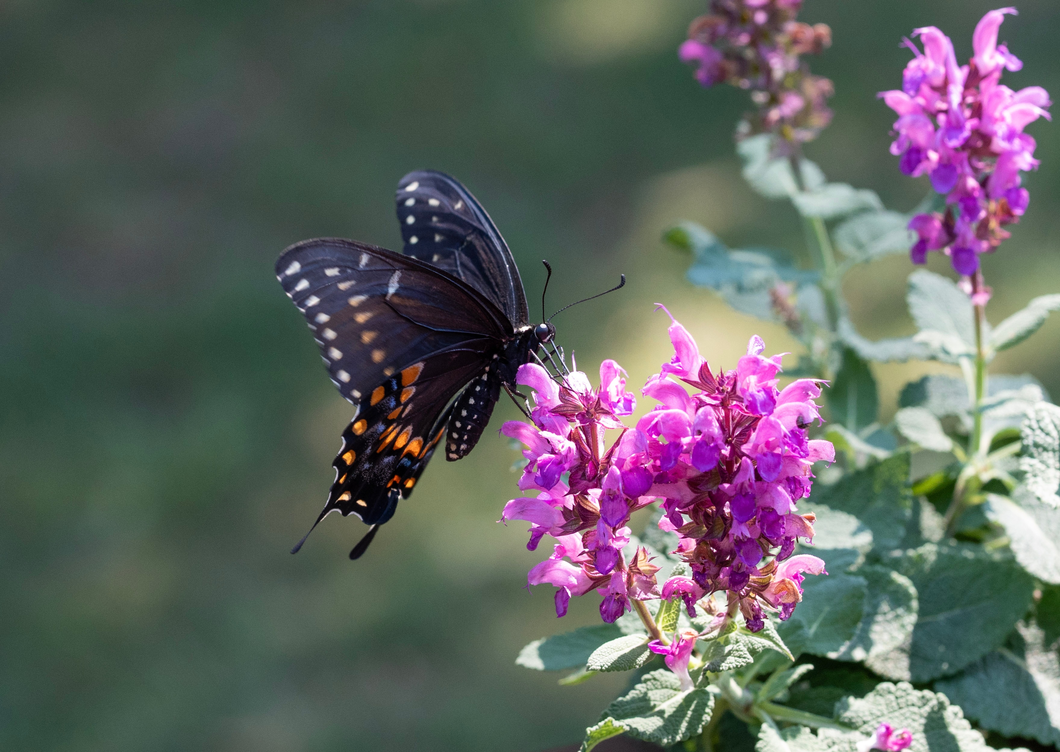 Black Swallowtail