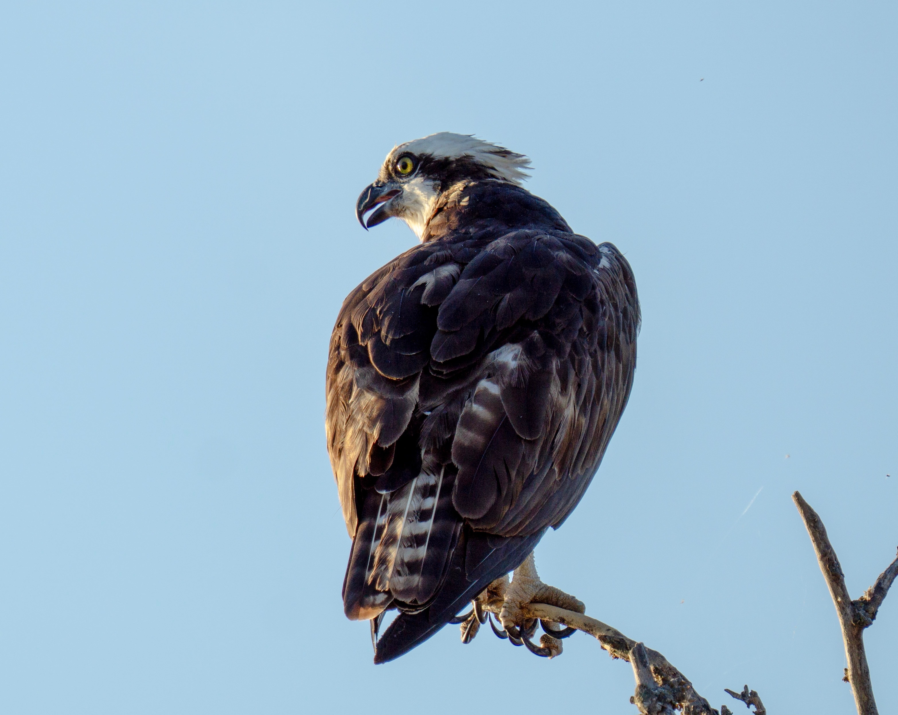 Watchful Osprey